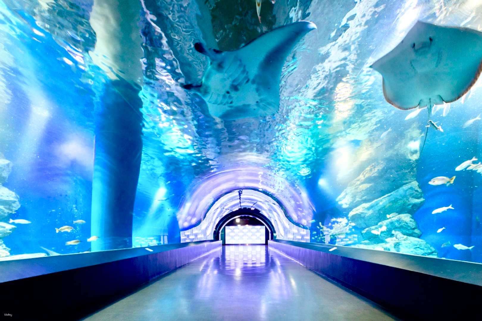 đường hầm Wonder Tube tại Maxell Aqua Park Shinagawa