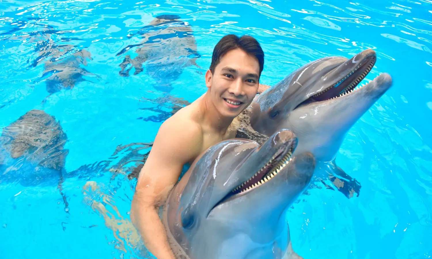bơi lội cùng cá heo tại dolphin bay phuket