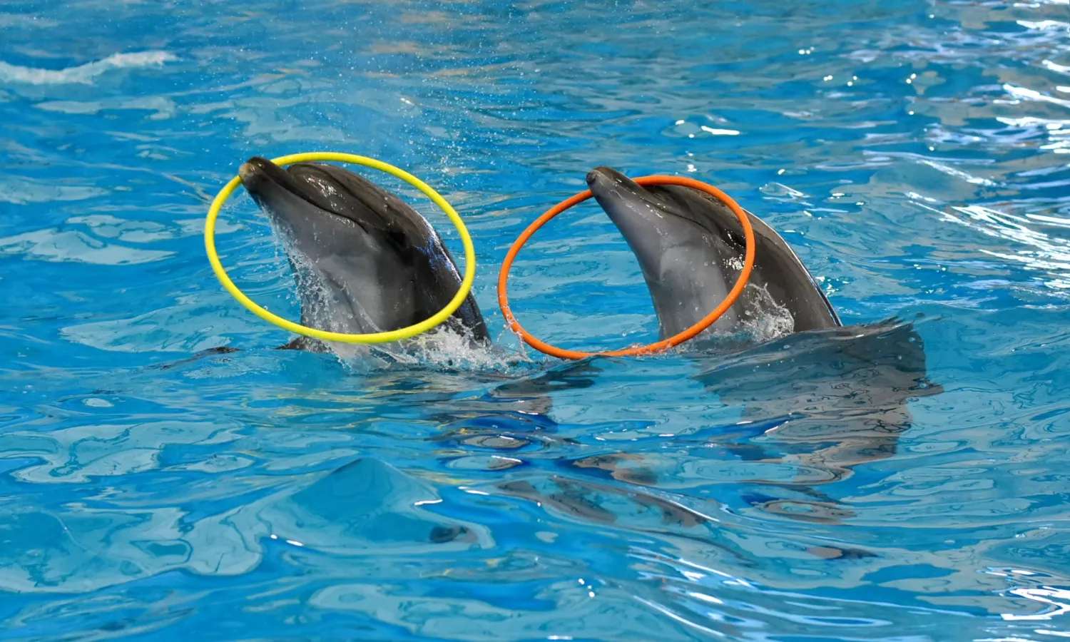 cá heo tại dolphin bay