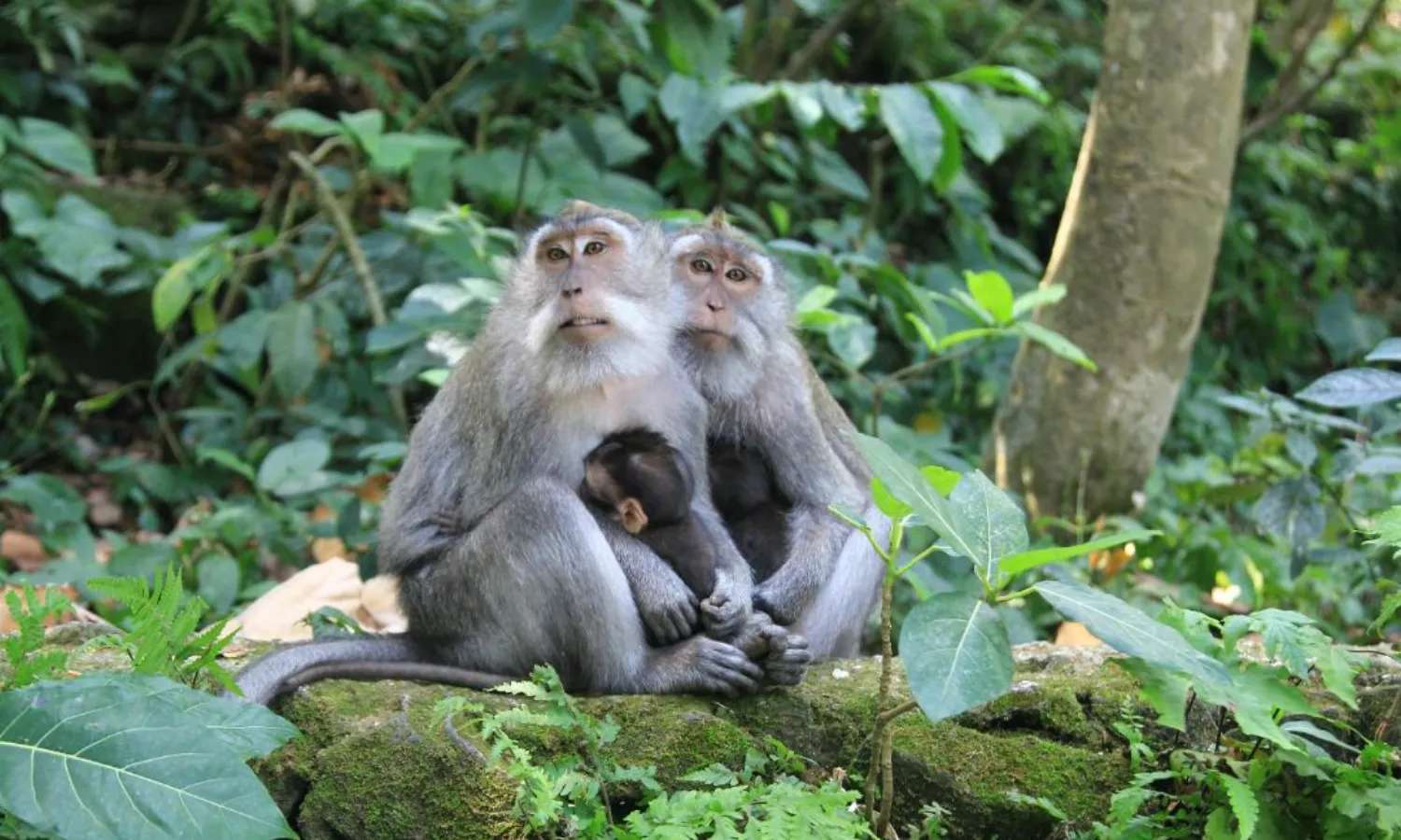 monkey forest ubud