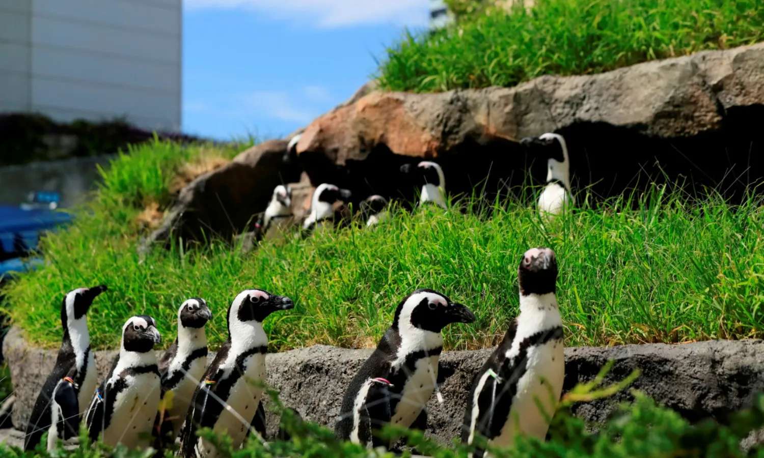 Outdoor Marine Garden tại thủy cung Sunshine Tokyo