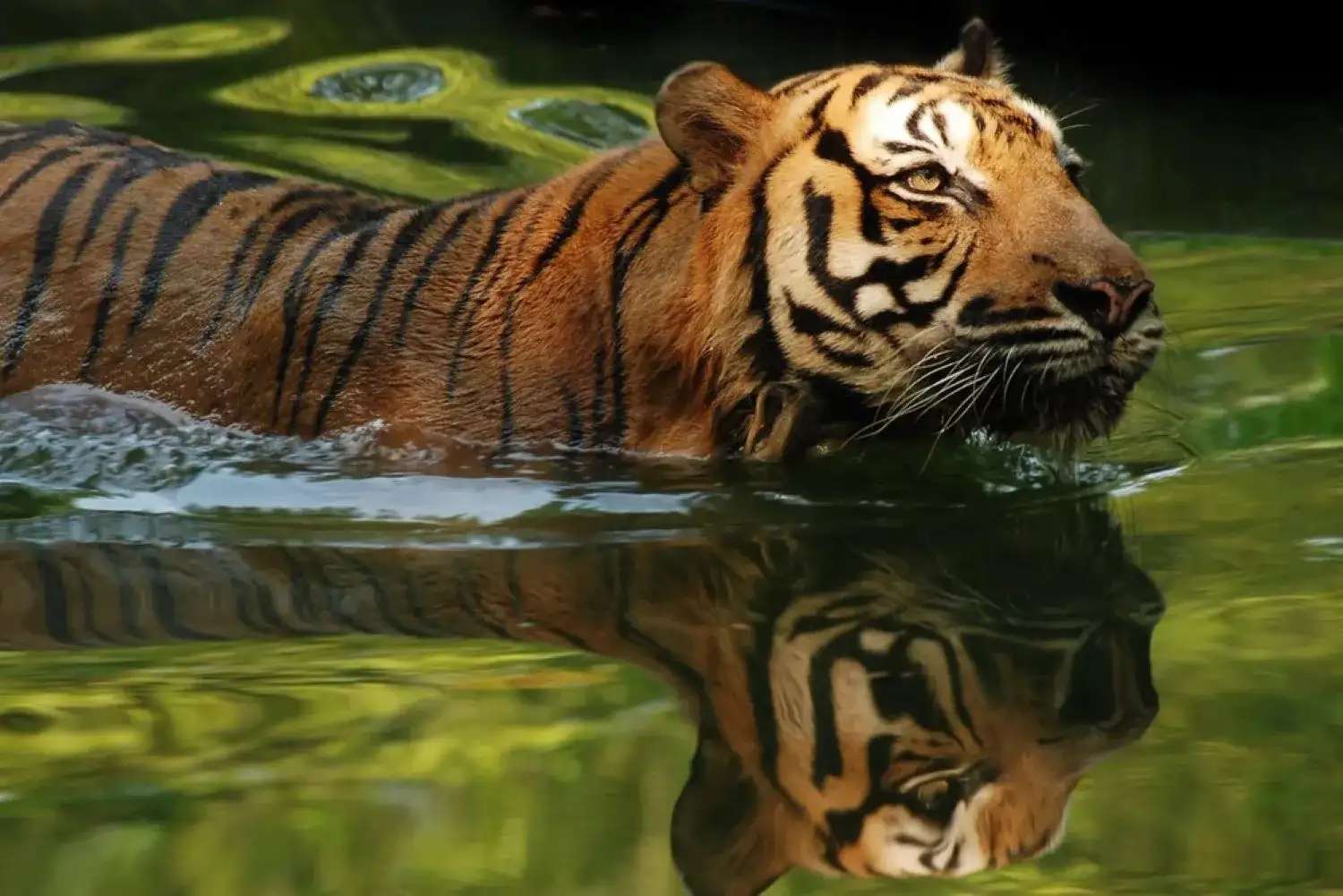 hổ tại Zoo Negara
