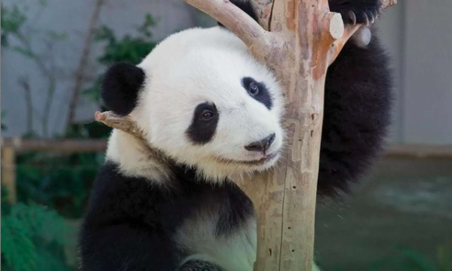 gấu trúc trong vườn thú Negara
