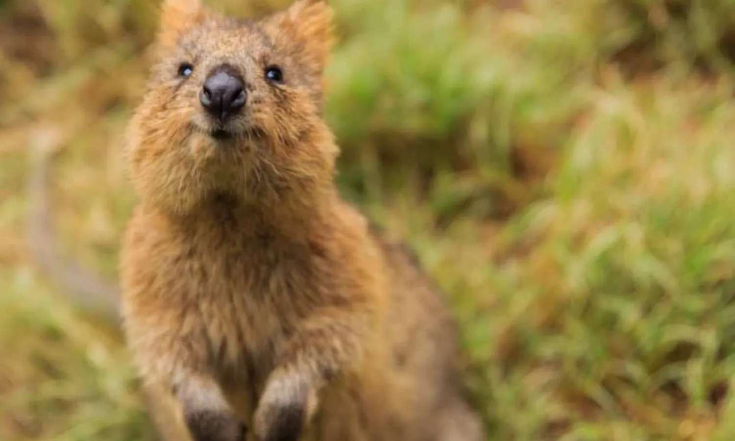 quokka tại Featherdale