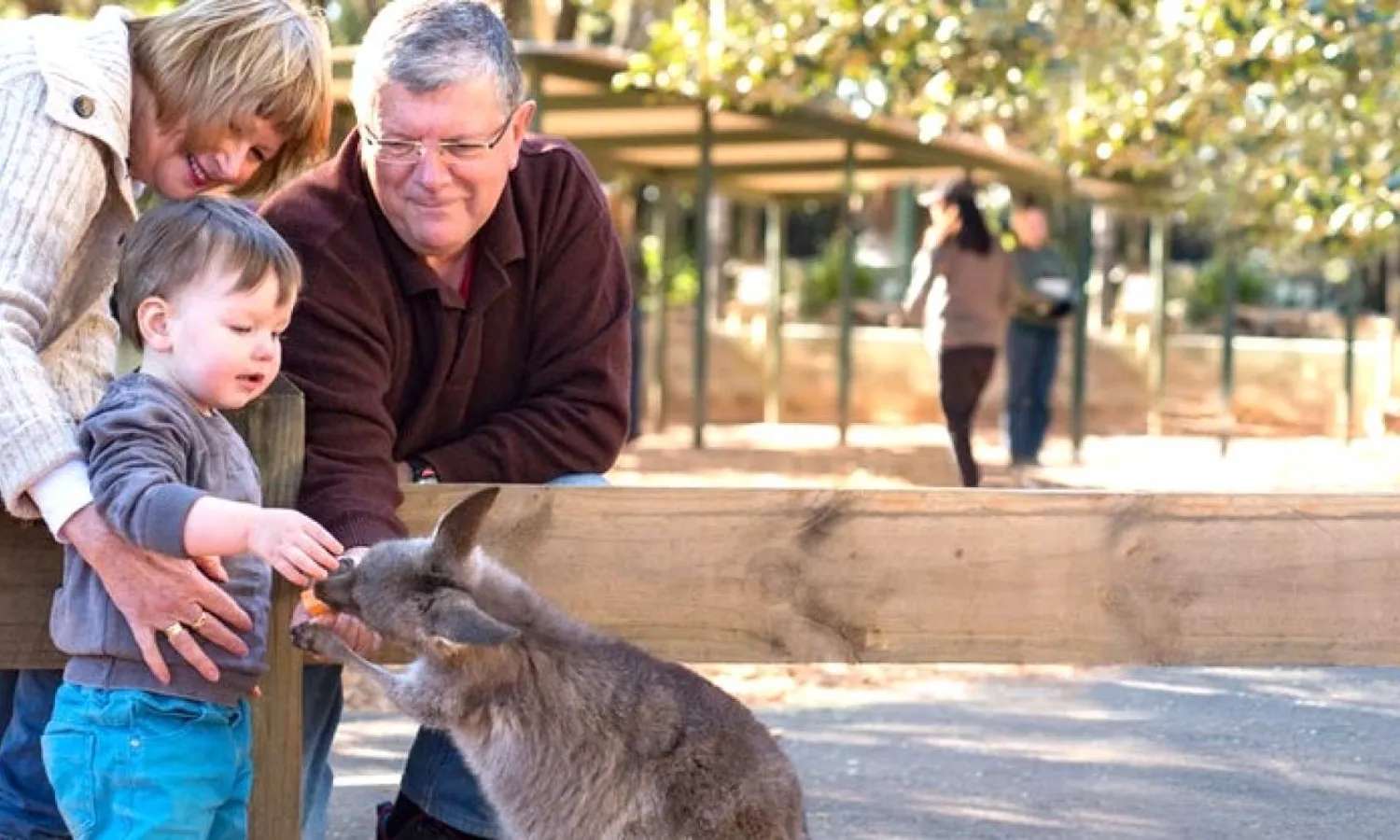 kangaroo tại Featherdale