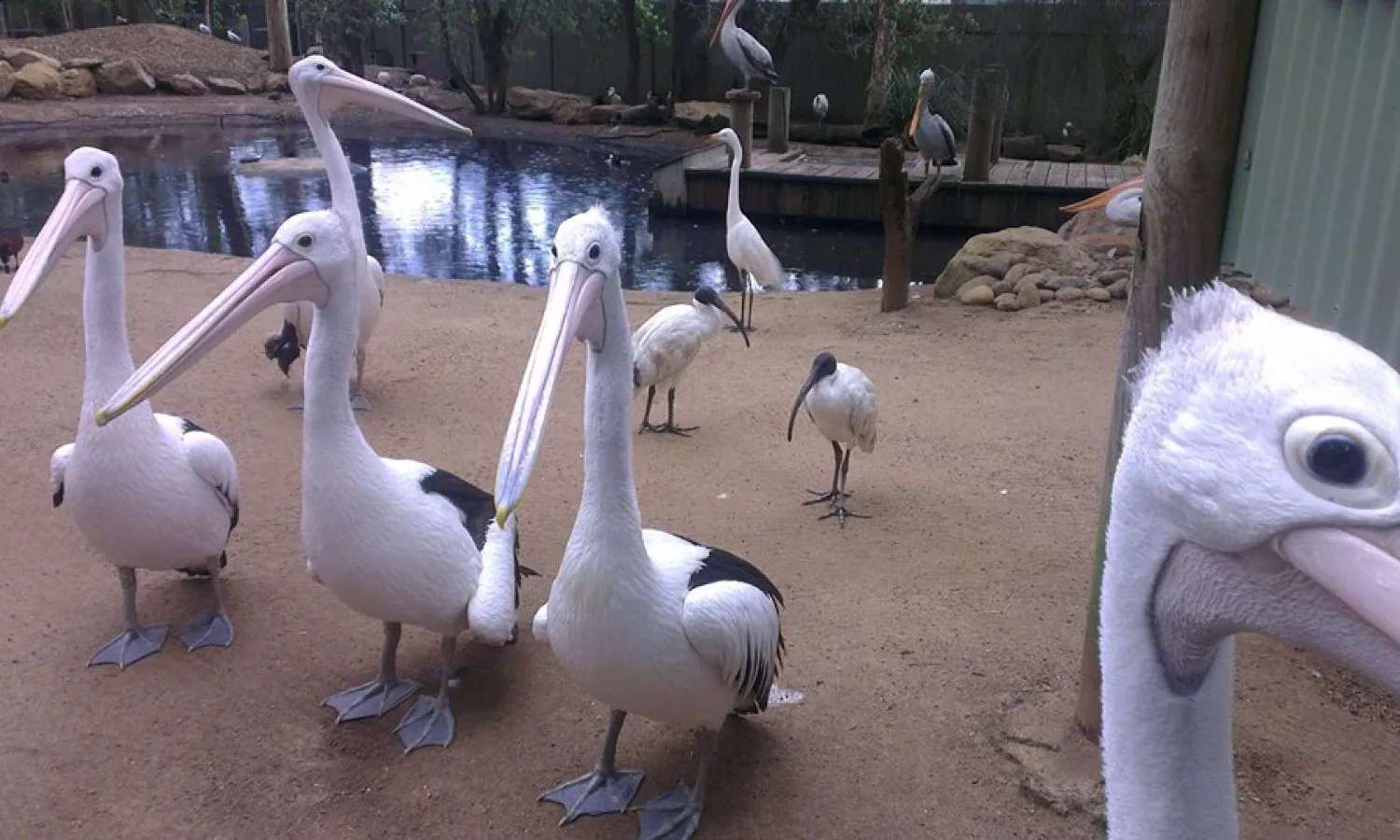 Featherdale Sydney Wildlife Park