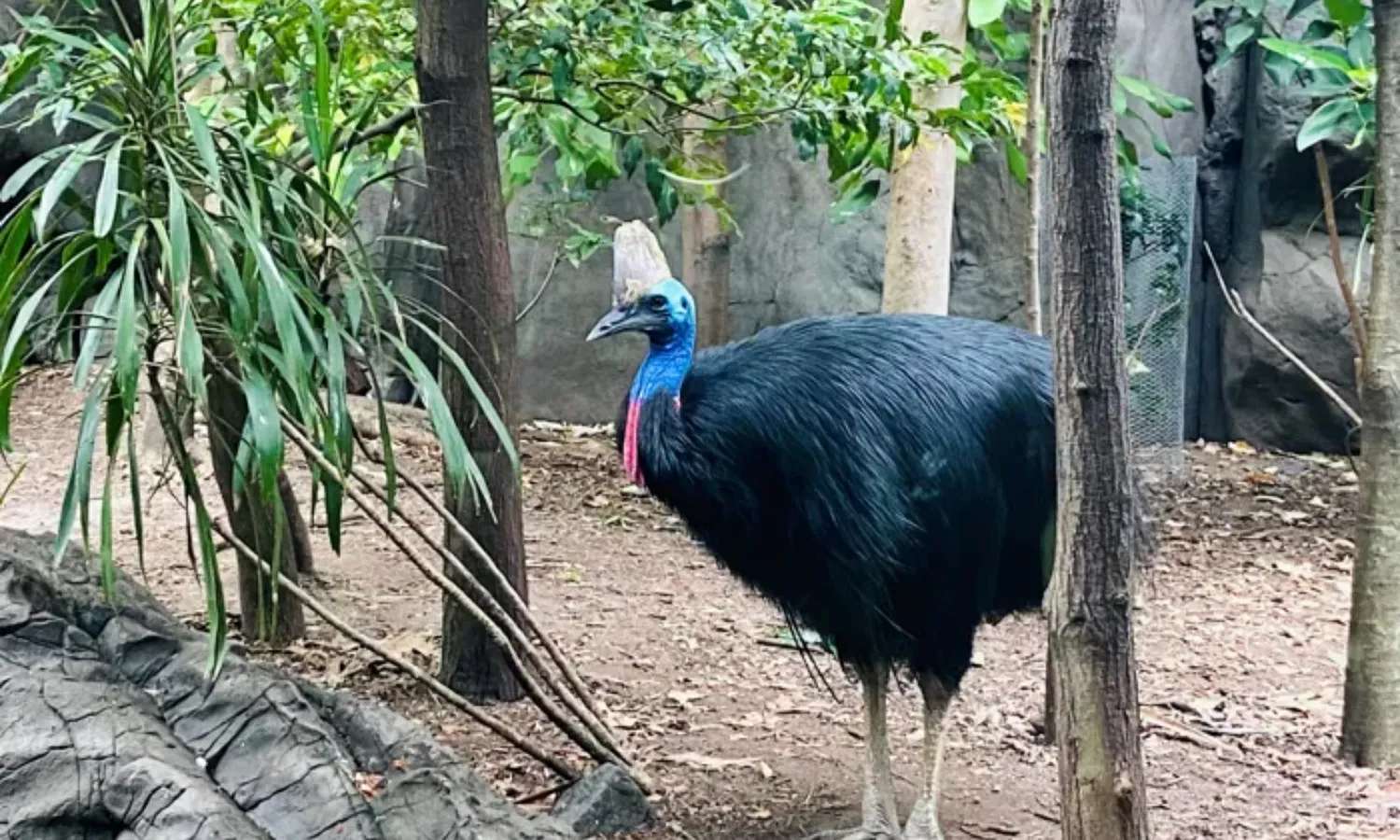 Daintree Rainforest tại WILD LIFE Sydney Zoo