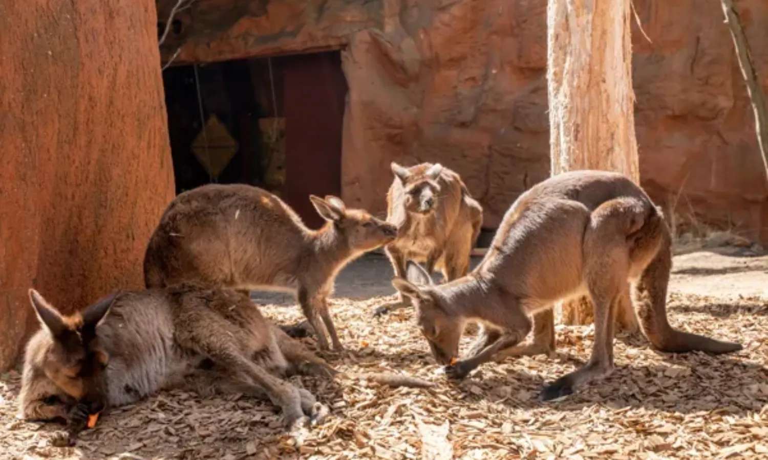 Kangaroo