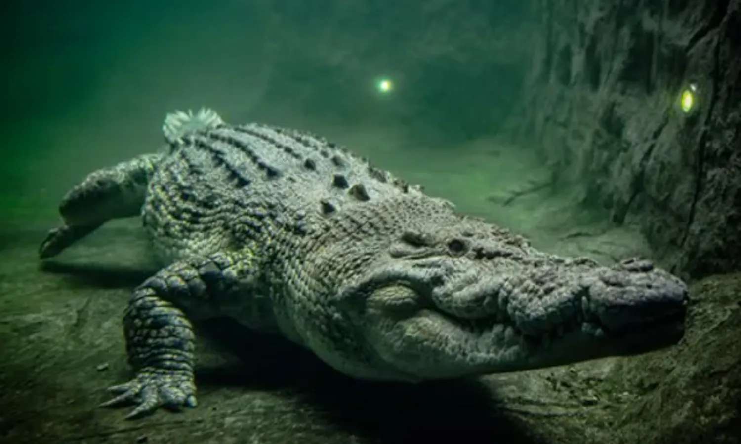 cá sấu tại WILD LIFE Sydney Zoo