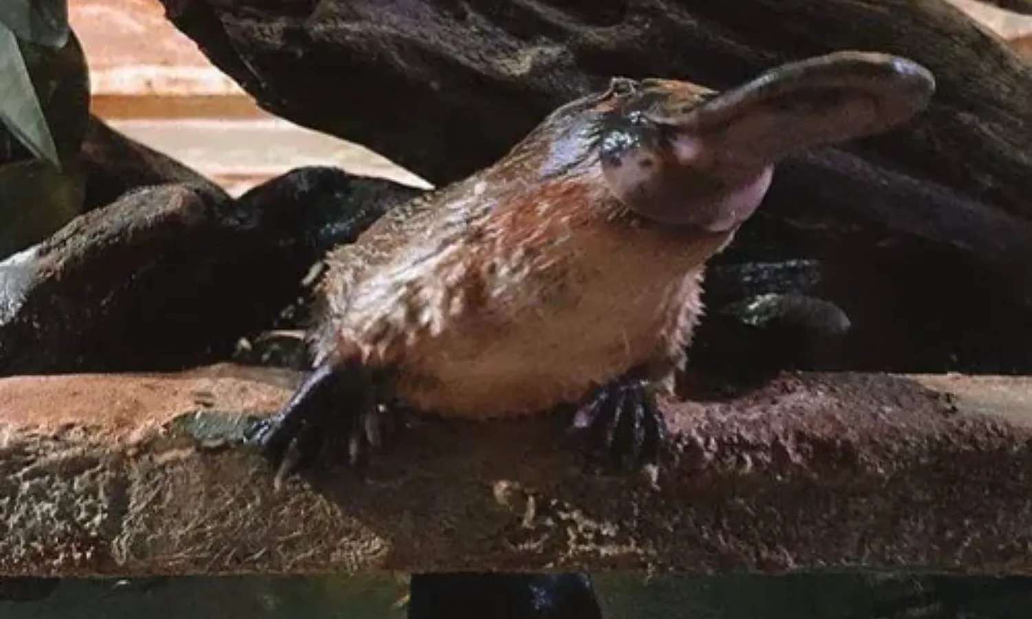 thú mỏ vịt tại WILD LIFE Sydney Zoo