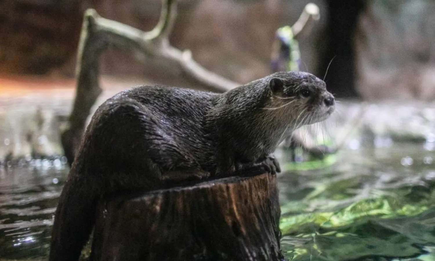 chú hải cẩu ở COEX Aquarium