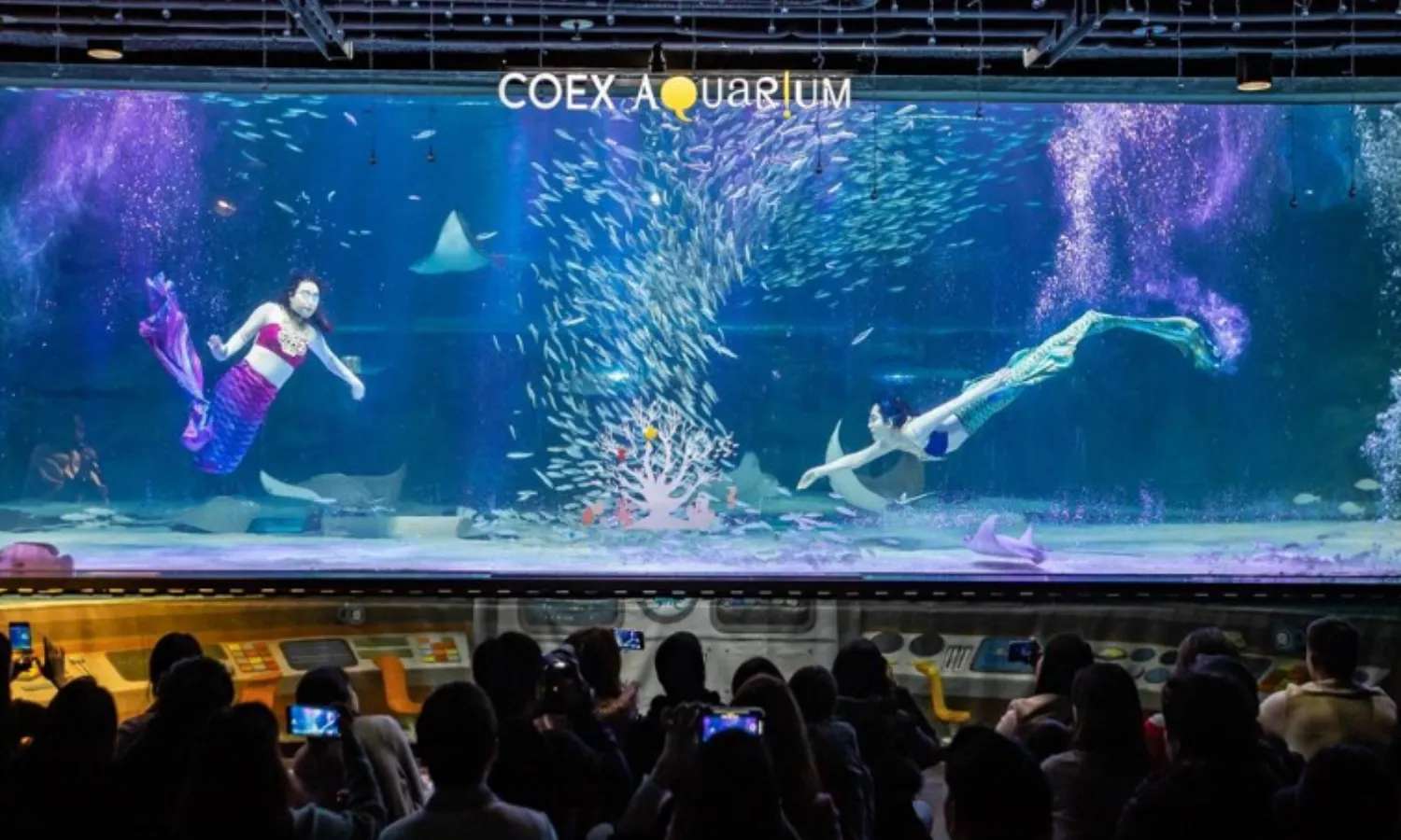 thuỷ cung coex