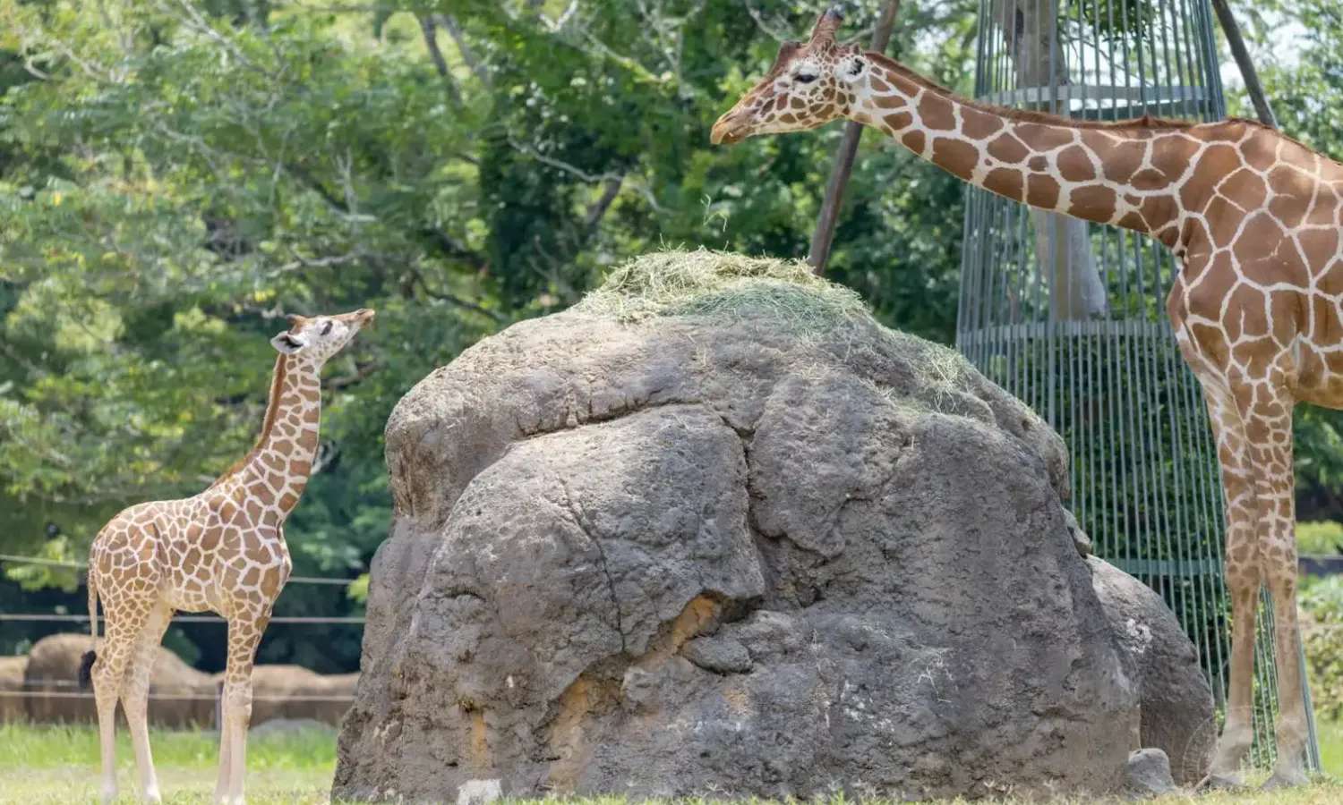 hươu cao cổ tại Toyohashi Zoo & Botanical Park