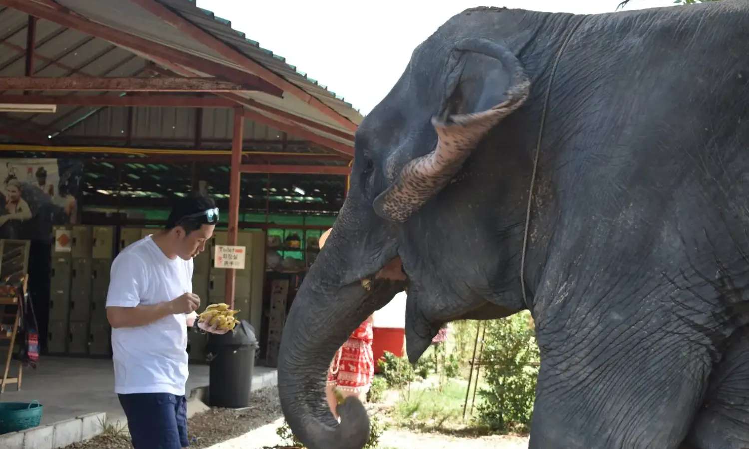 vé Elephant Jungle Sanctuary Pattaya