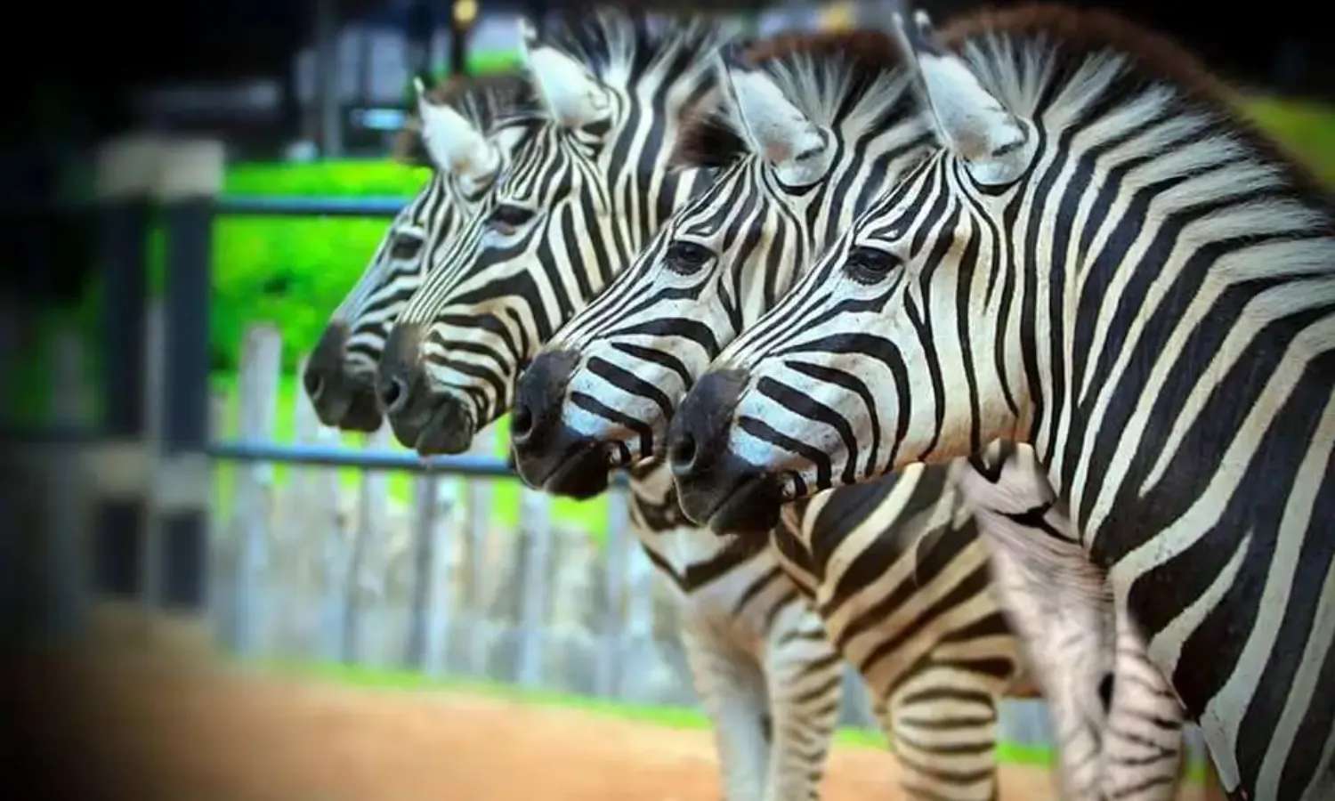 ngựa vằn tại hua hin safari