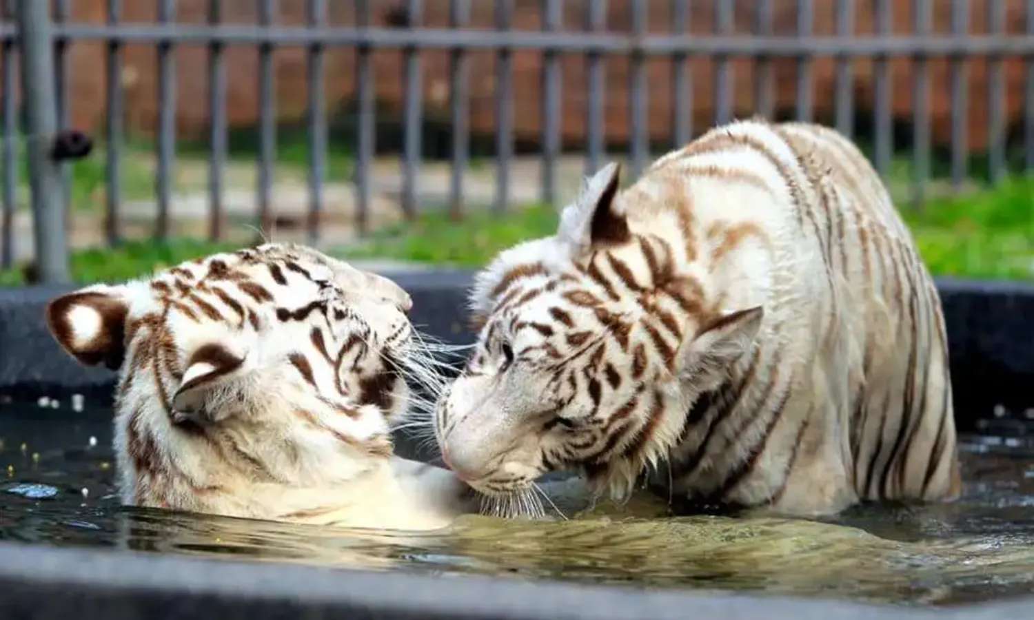 Hua Hin Tiger World