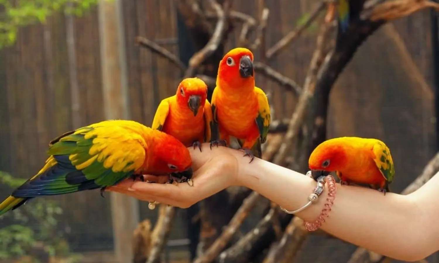 chim tại Phuket Bird Park