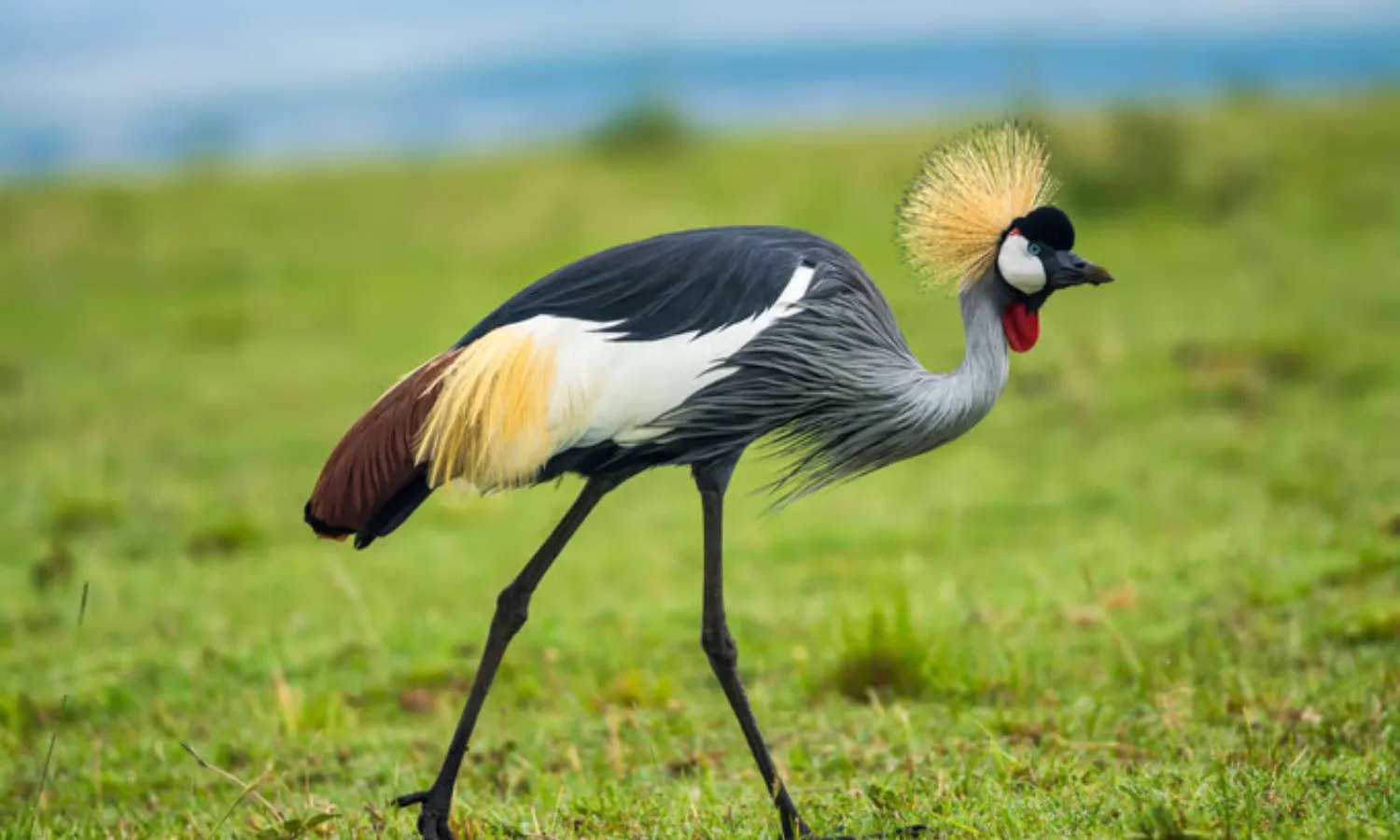 loài chim quý hiếm tại Phuket Bird Park