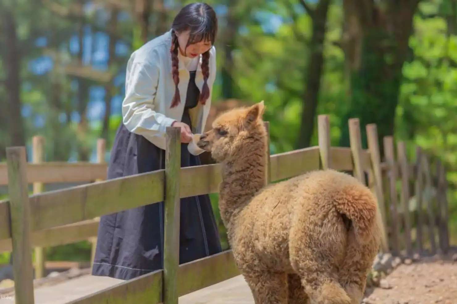lạc đà alpaca tại Hwajowon Flower Bird Park Jeju