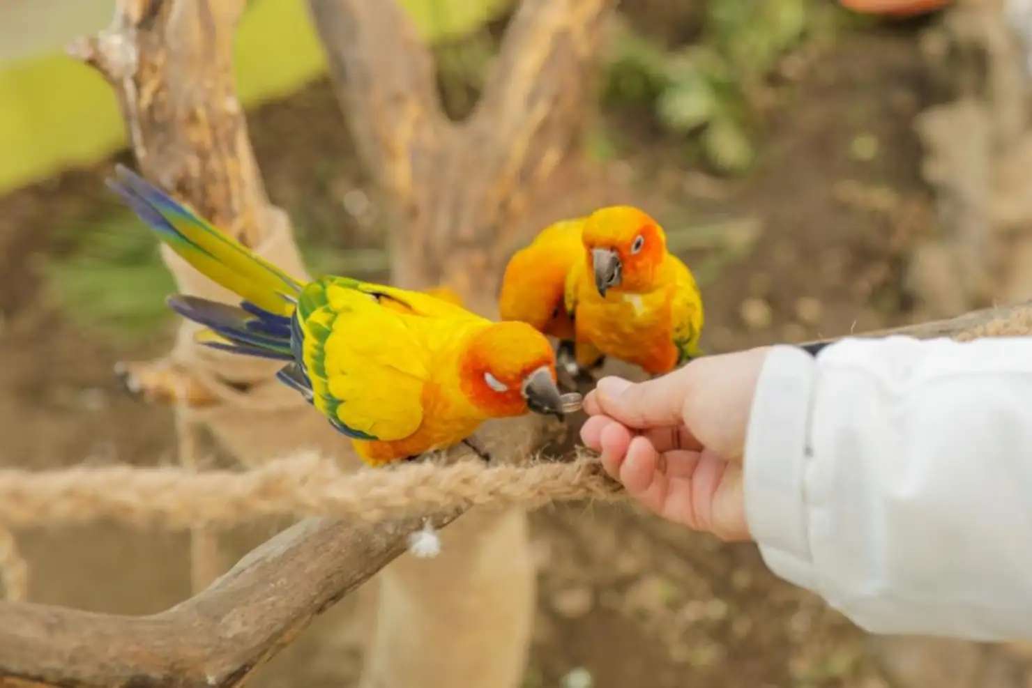 cho chim ăn tại Vườn Chim Jeju Hwajowon