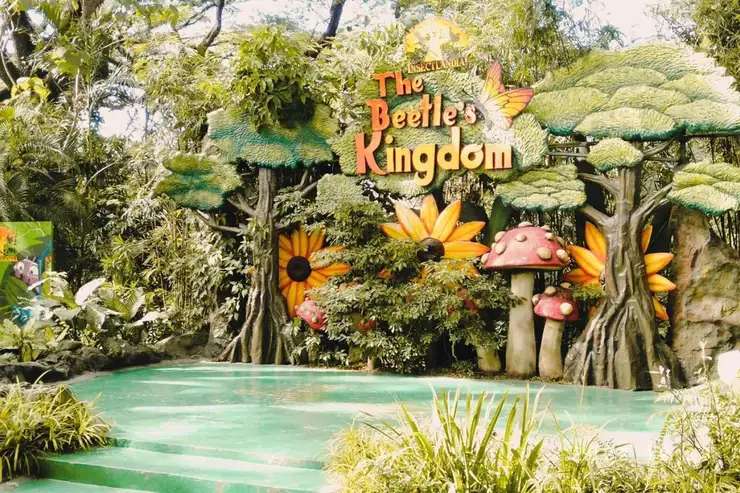 The Beetle's Kingdom