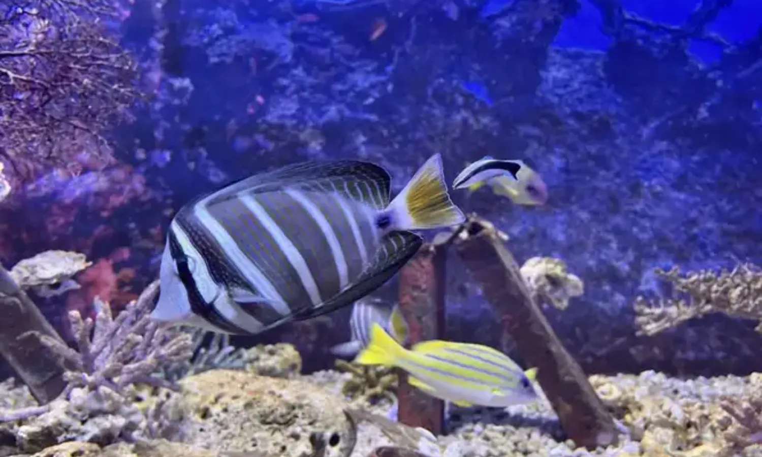 vé Yehliu Ocean World