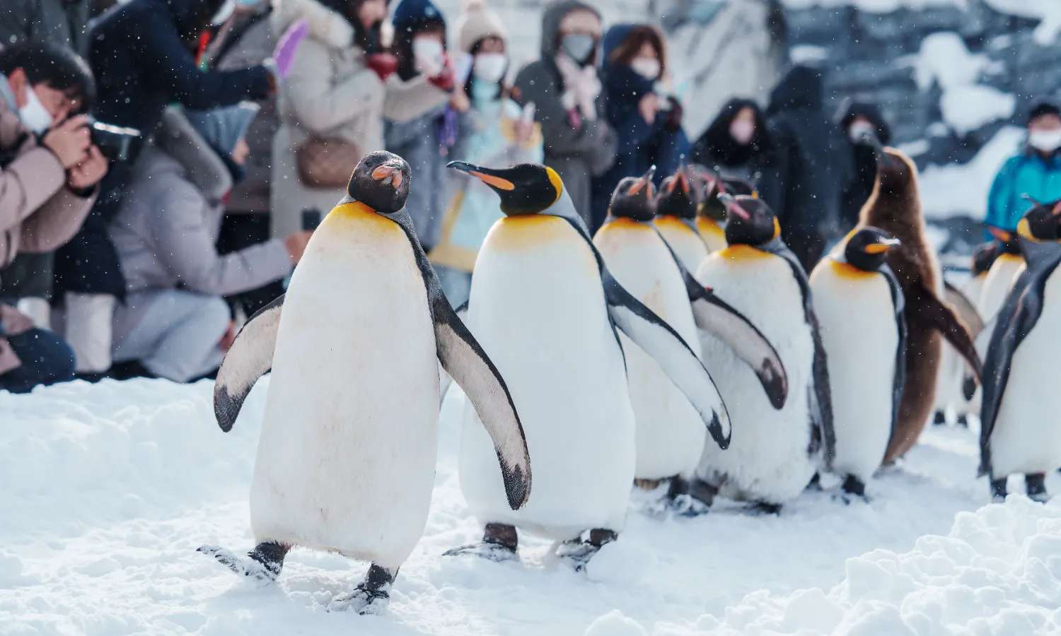 chim cánh cụt tại sở thú Asahiyama Hokkaido