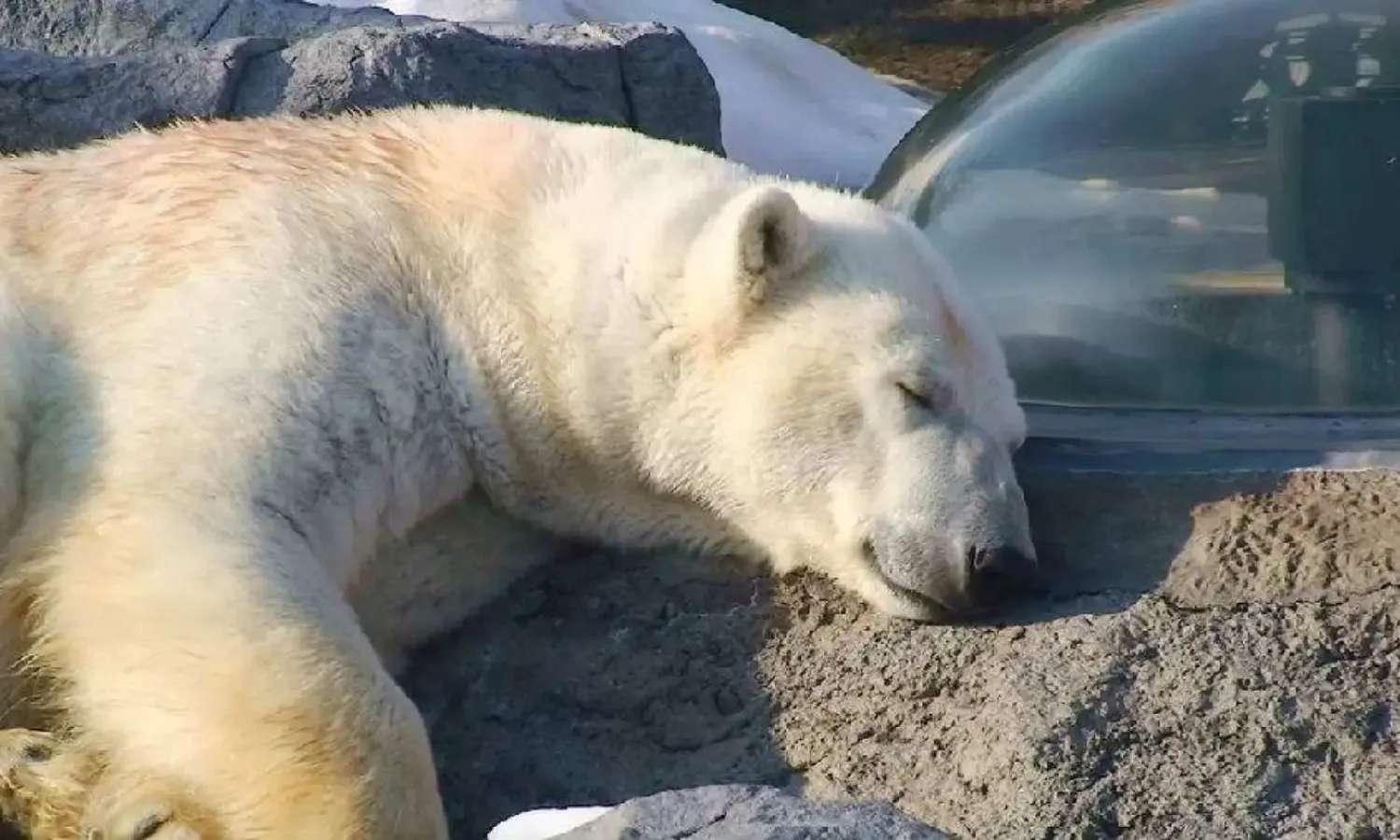 gấu bắc cực tại Asahiyama Zoo