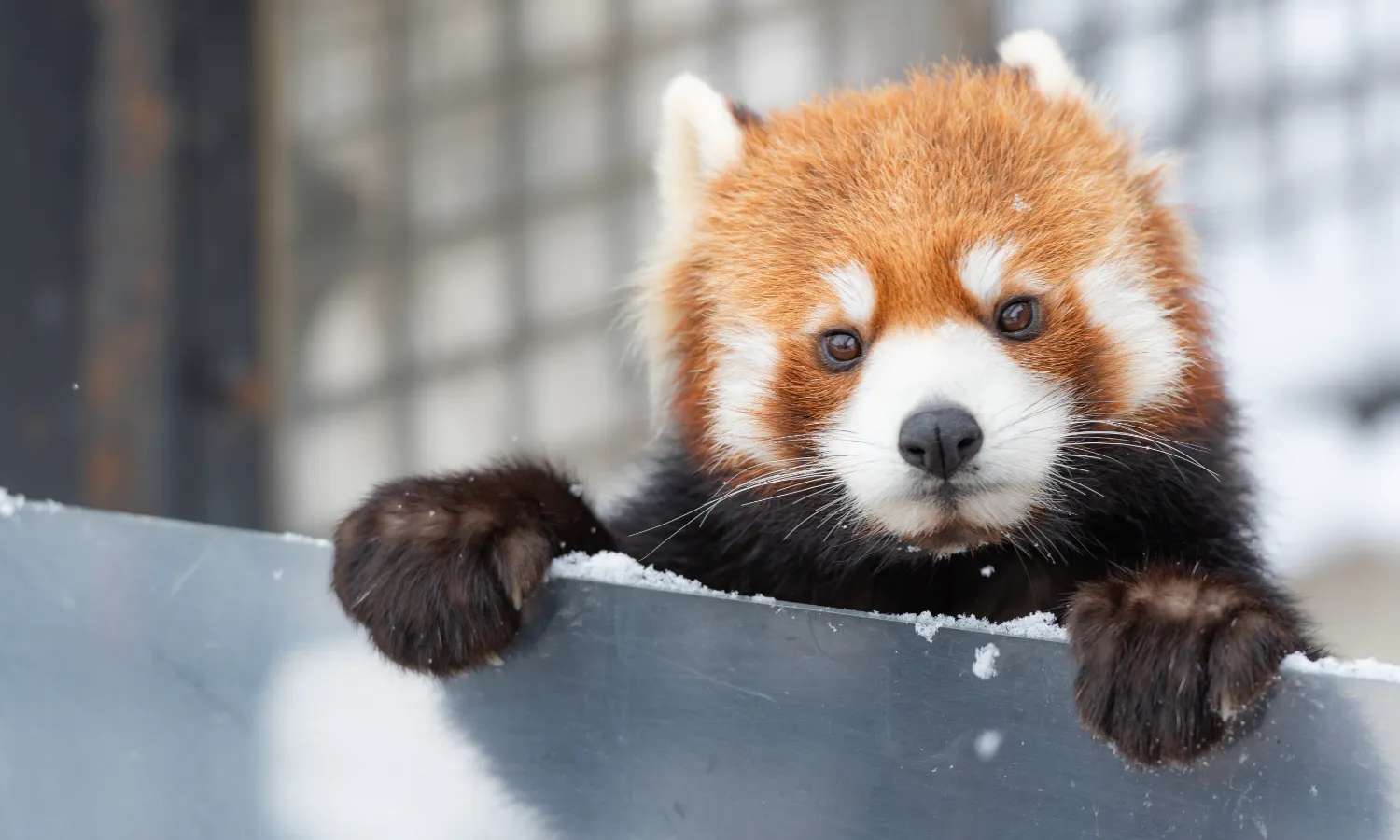 gấu trúc đỏ tại Asahiyama Zoo