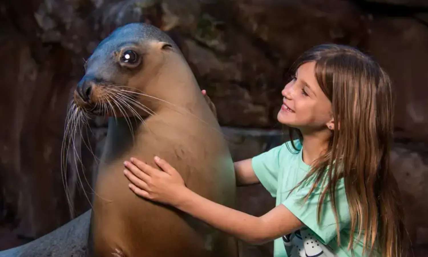 tương tác với hải cẩu tại SEA LIFE Sunshine Coast Aquarium