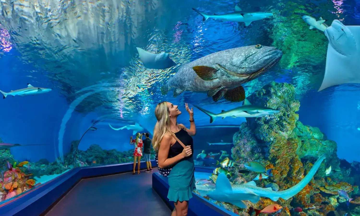 vé Cairns Aquarium
