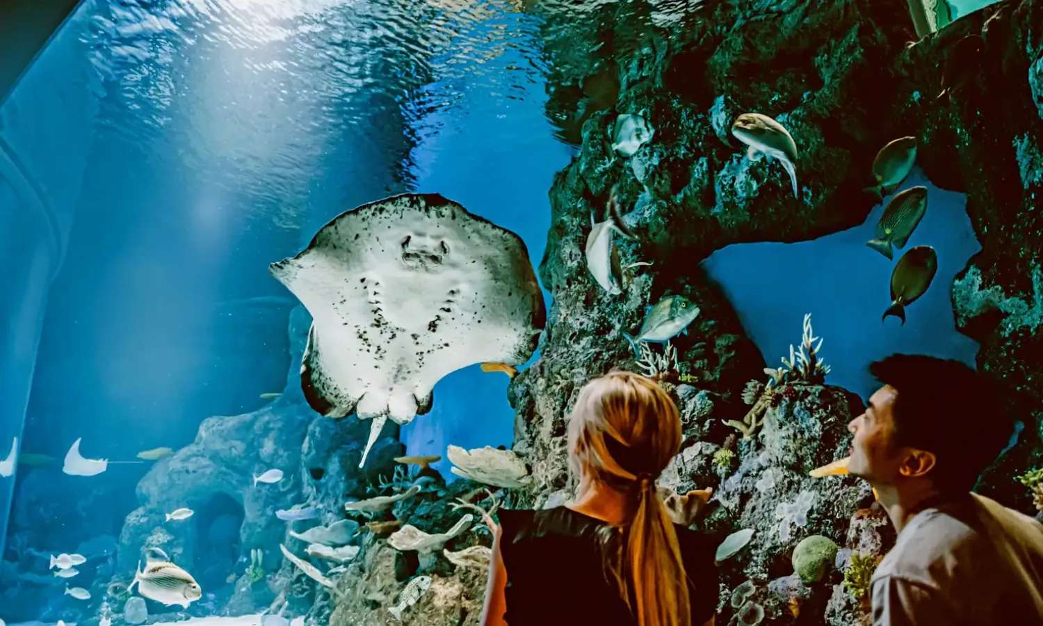 Cairns Aquarium