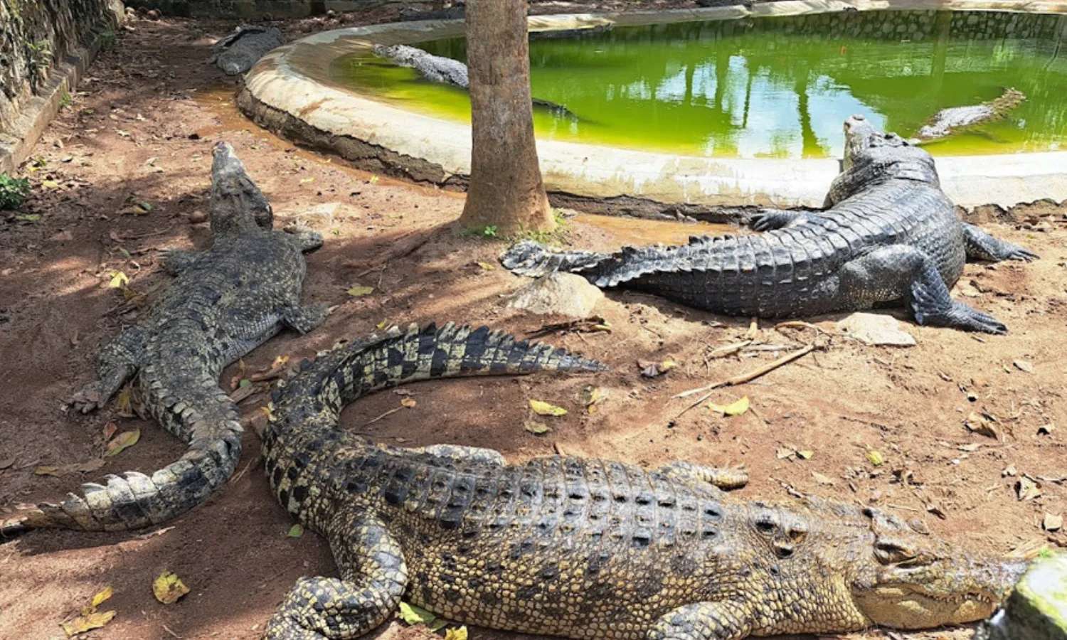 cá sấu tại Melaka Crocodile Park