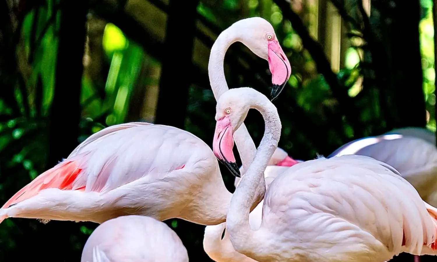 vé Bali Bird Park