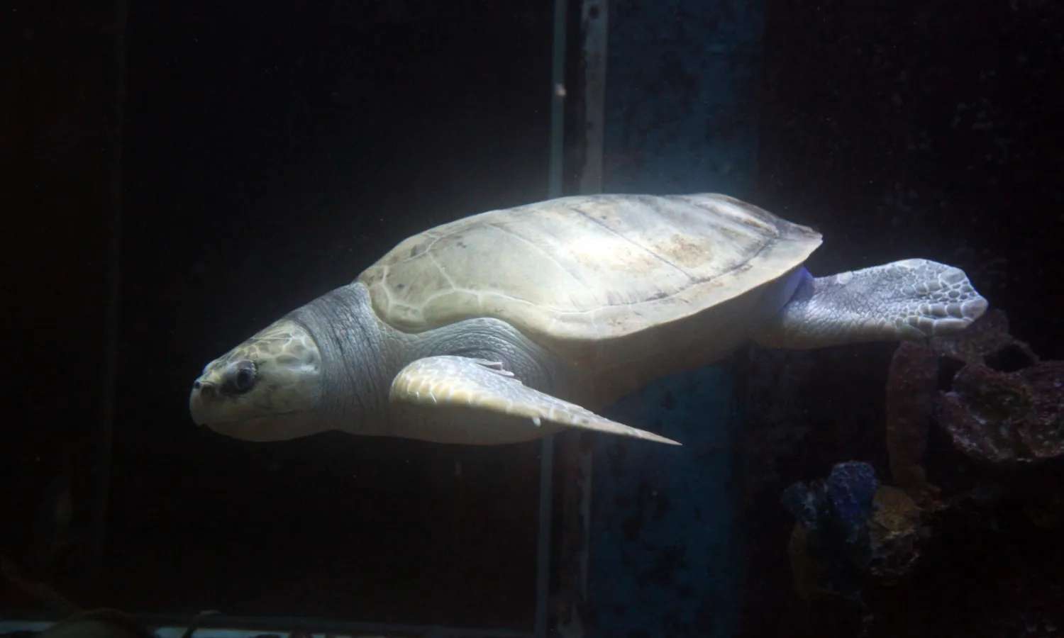 rùa tại thủy cung Underwater World