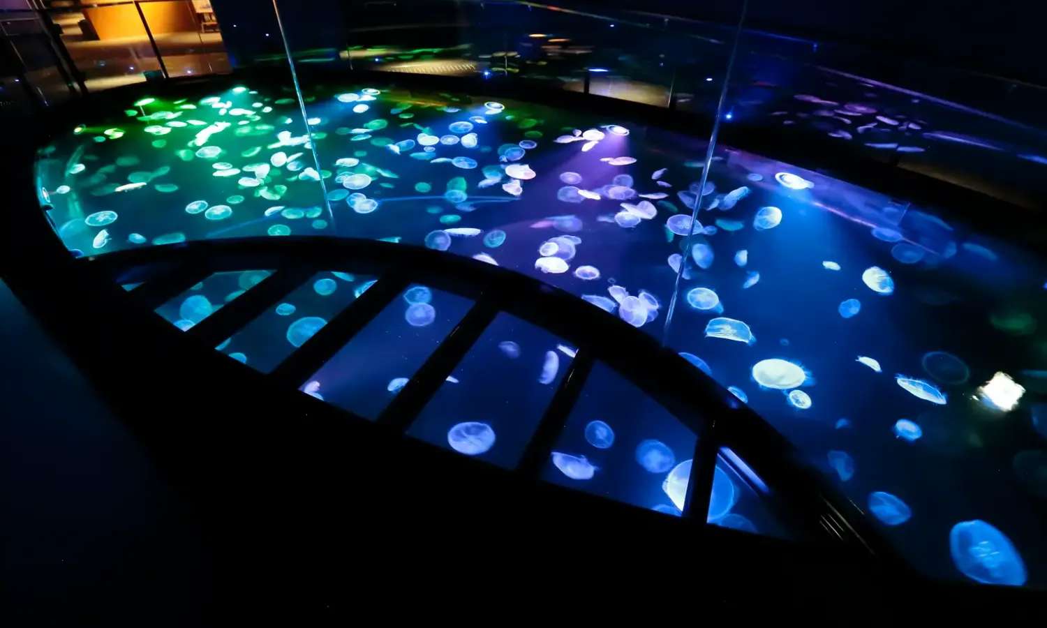 sứa tại Sumida Aquarium