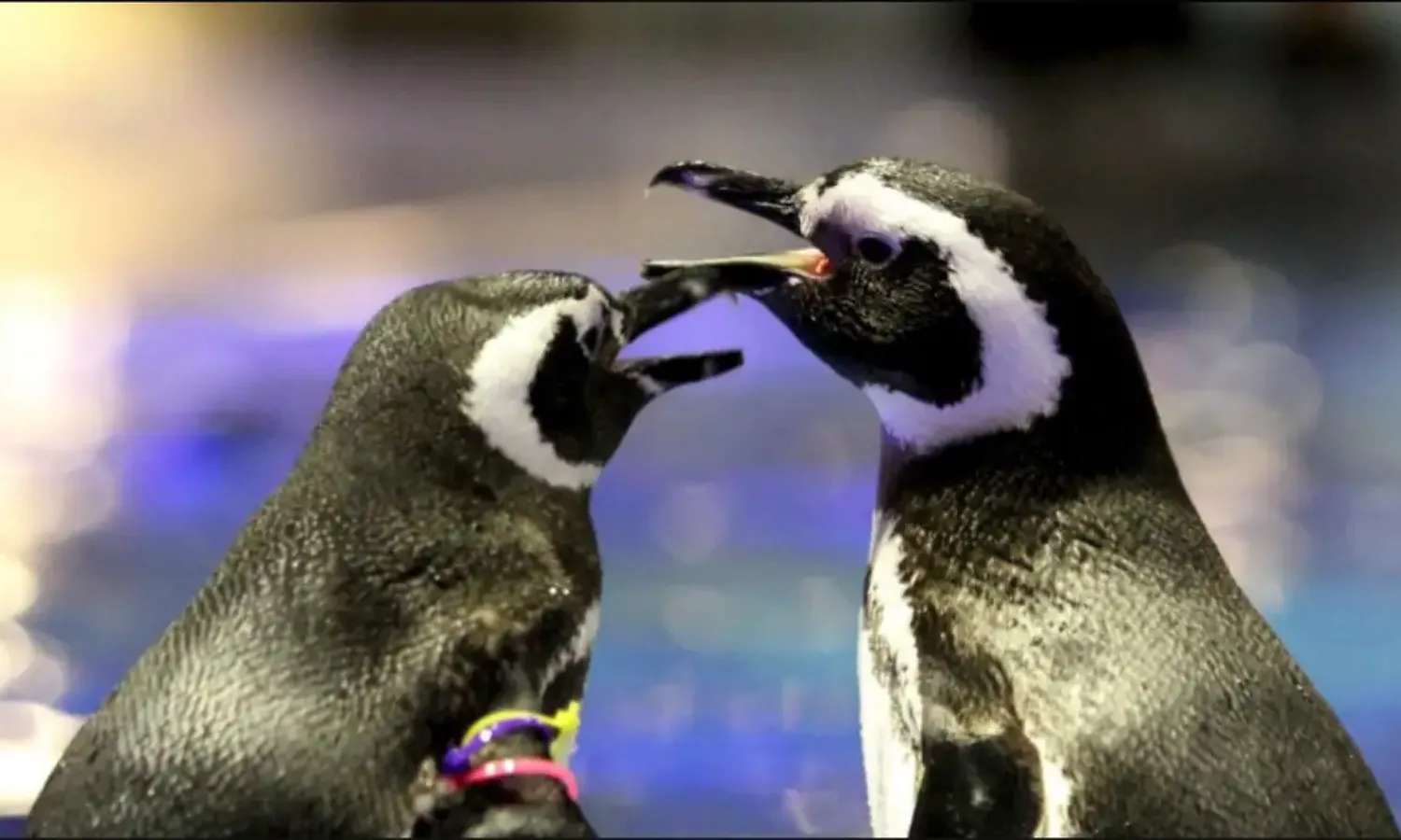 chim cánh cụt tại Sumida Aquarium