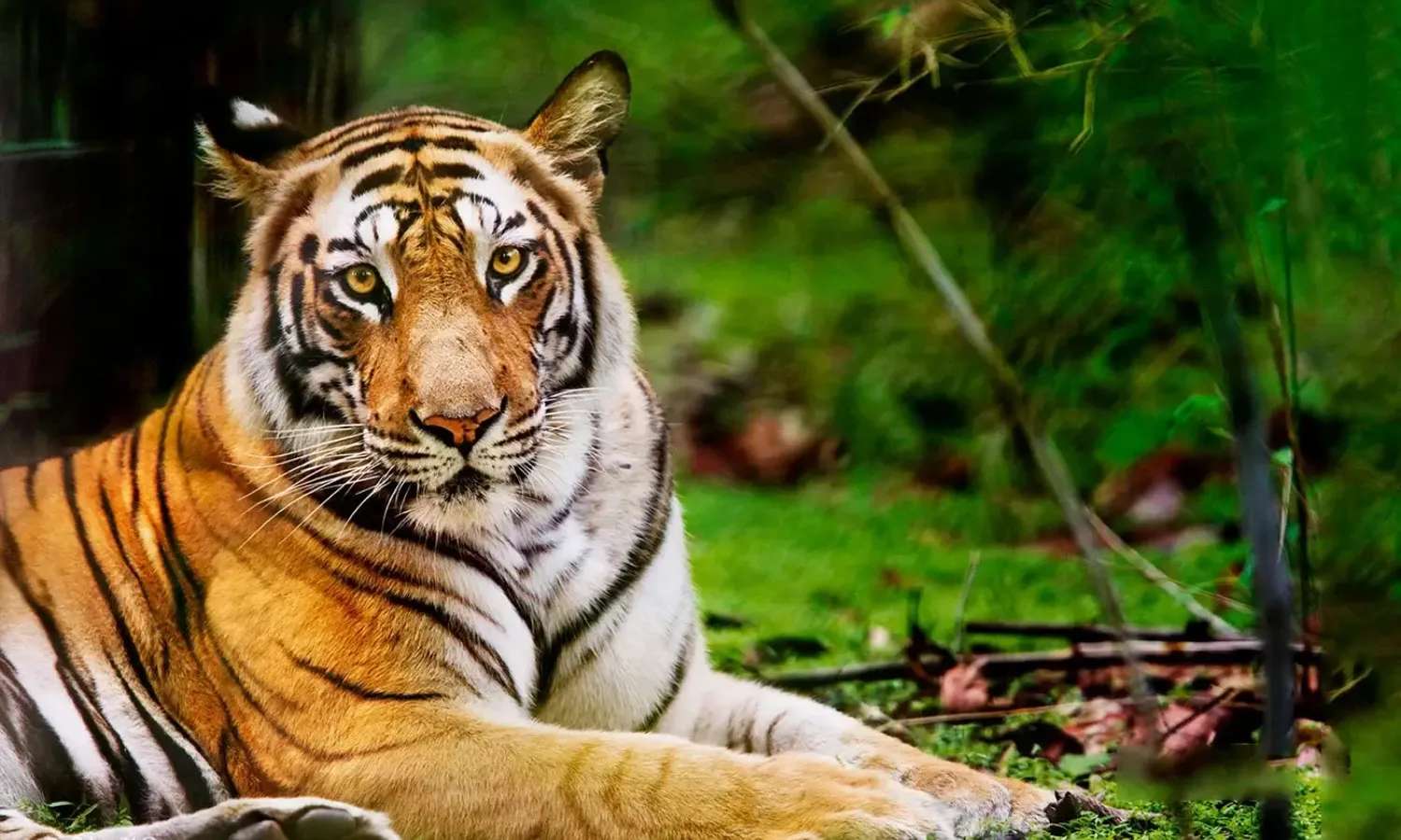 hổ tại Khao Kheow Open Zoo Pattaya