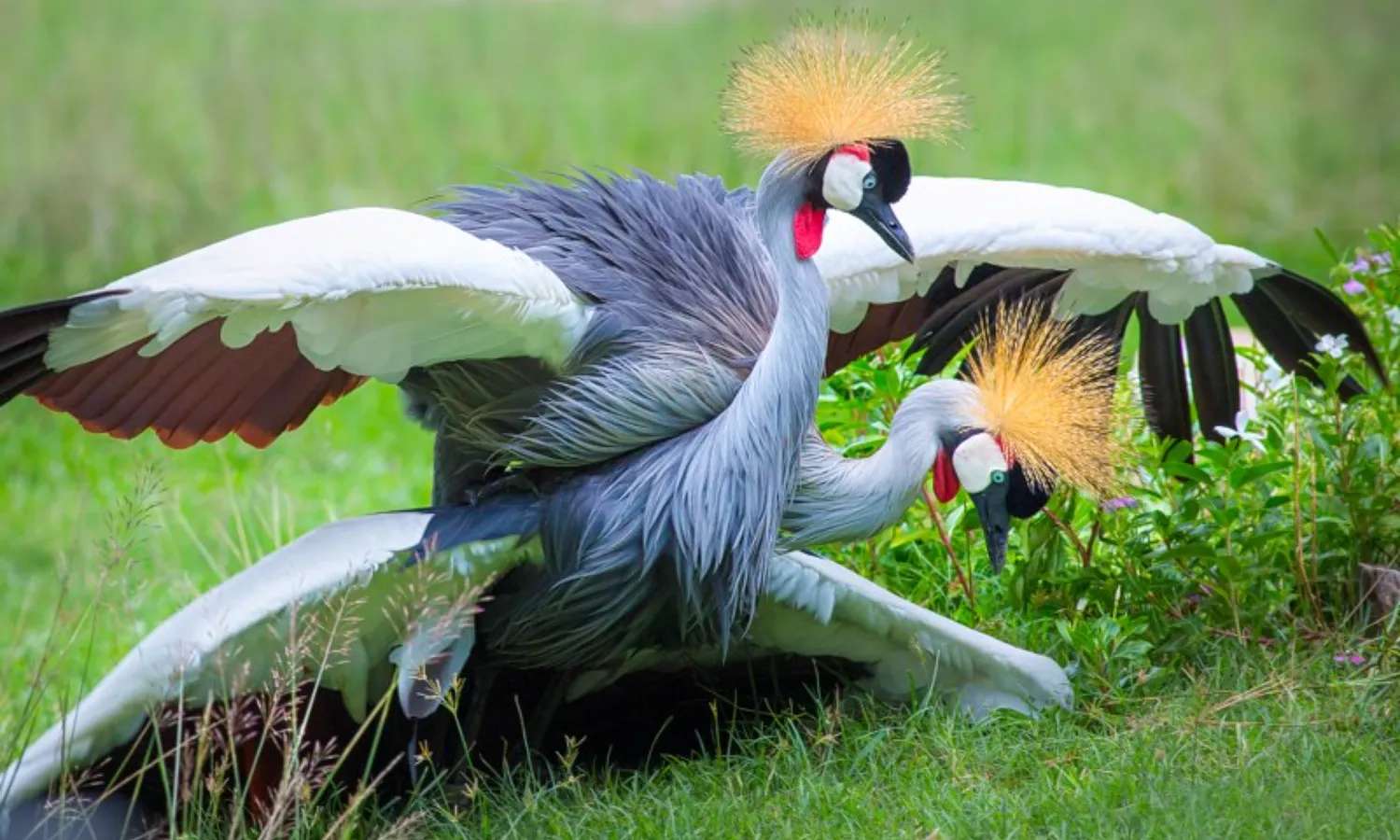 các loài chim tại Khao Kheow Open Zoo Pattaya