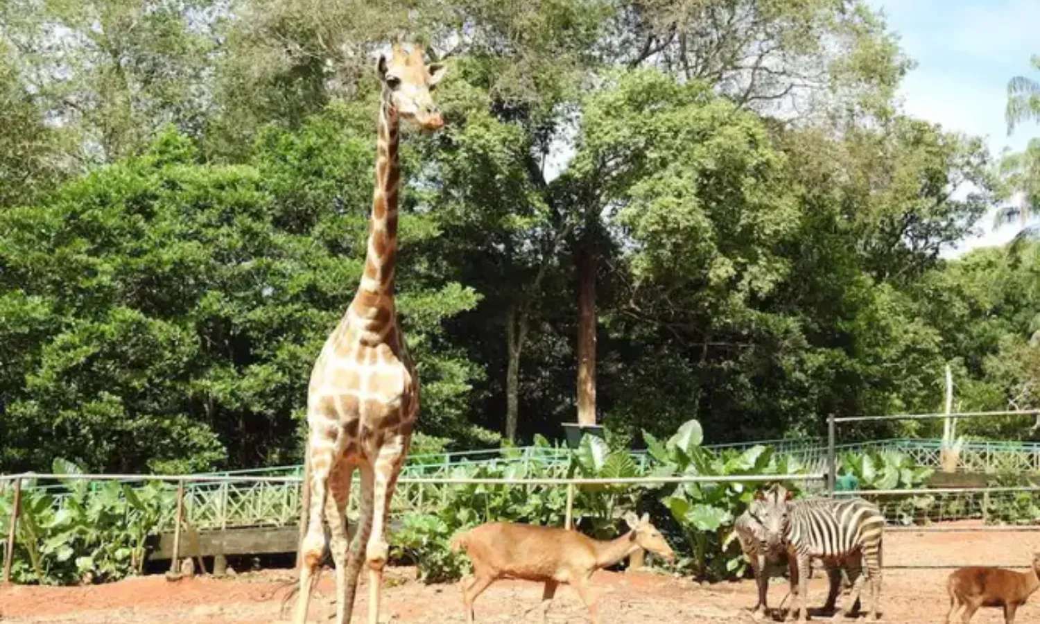 Melaka Zoo