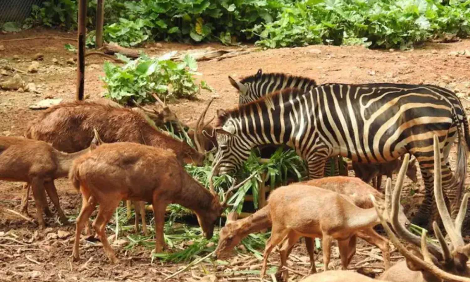 vé Melaka Zoo