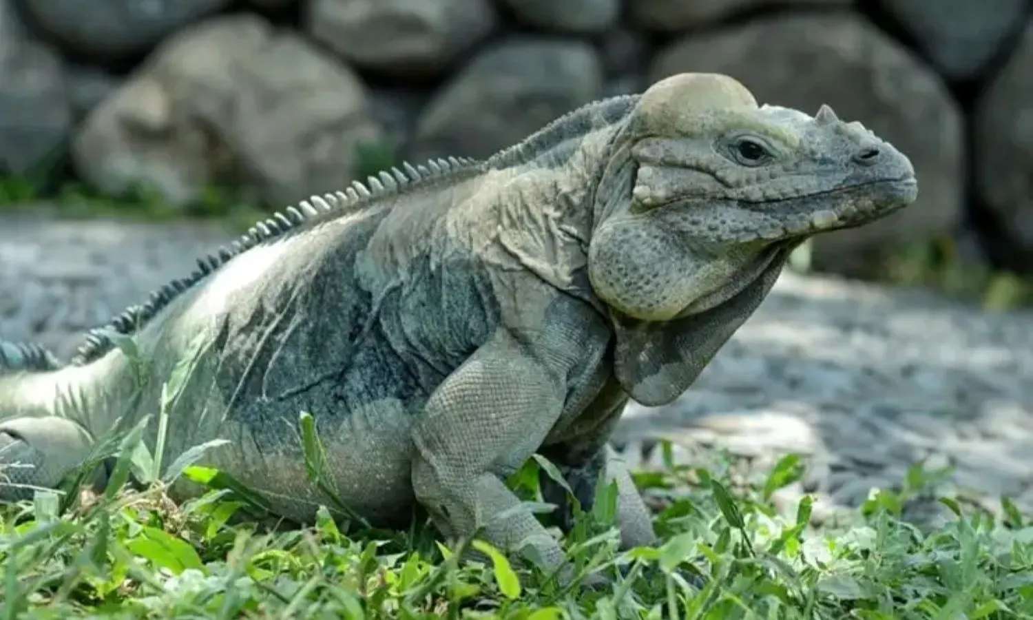 Bali Reptile Park