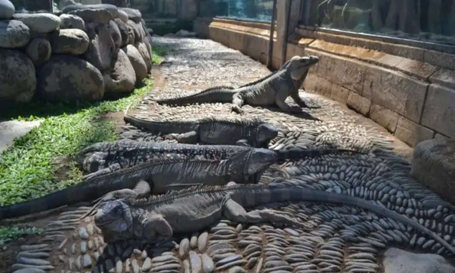động vật tại Bali Reptile Park