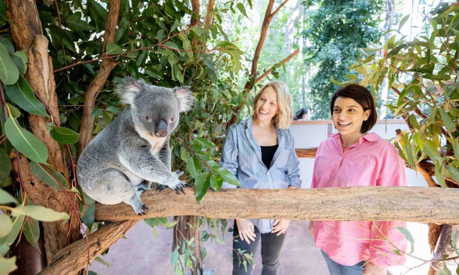 Lone Pine Koala Sanctuary