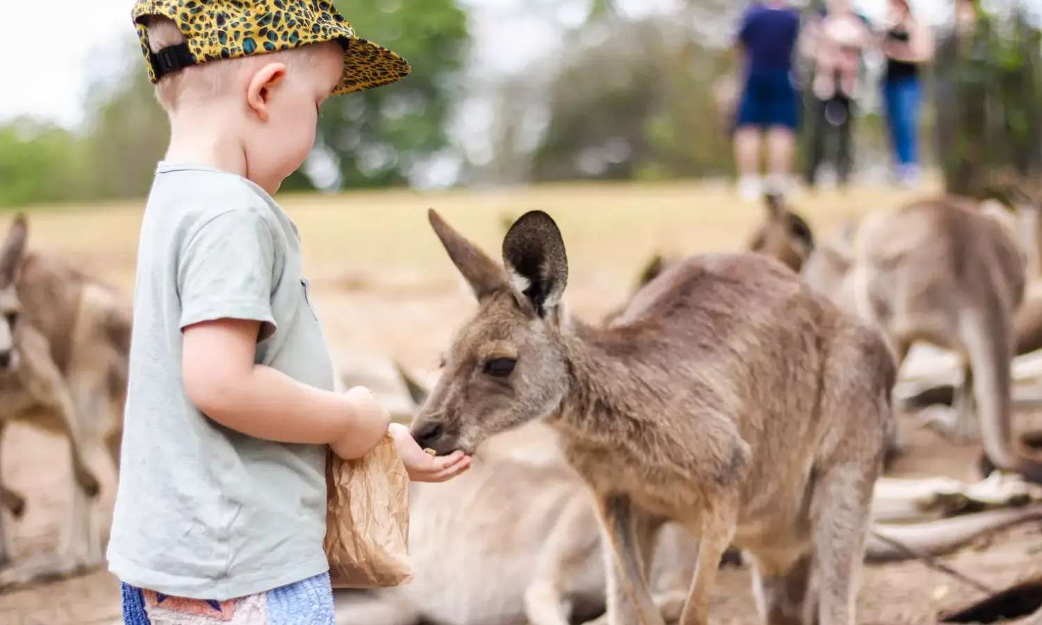 kangaroo tại Lone Pine Koala Sanctuary