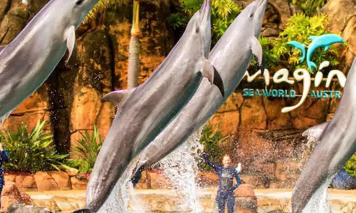 cá heo tại Sea World Gold Coast