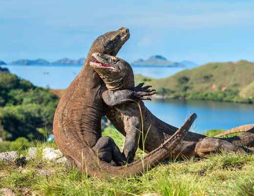 trip labuan bajo murah