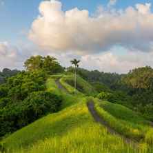 Campuhan Ridge Walk