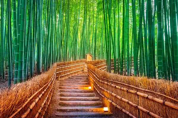 Hotel Arashiyama Bamboo Forest & Penginapan Terdekat Sekitarnya