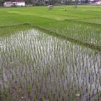 Ulasan foto dari RedDoorz Syariah near Alun Alun Pacitan 2 dari Prihambodo P.